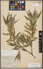Foto von Salix alba L. x Salix fragilis L.